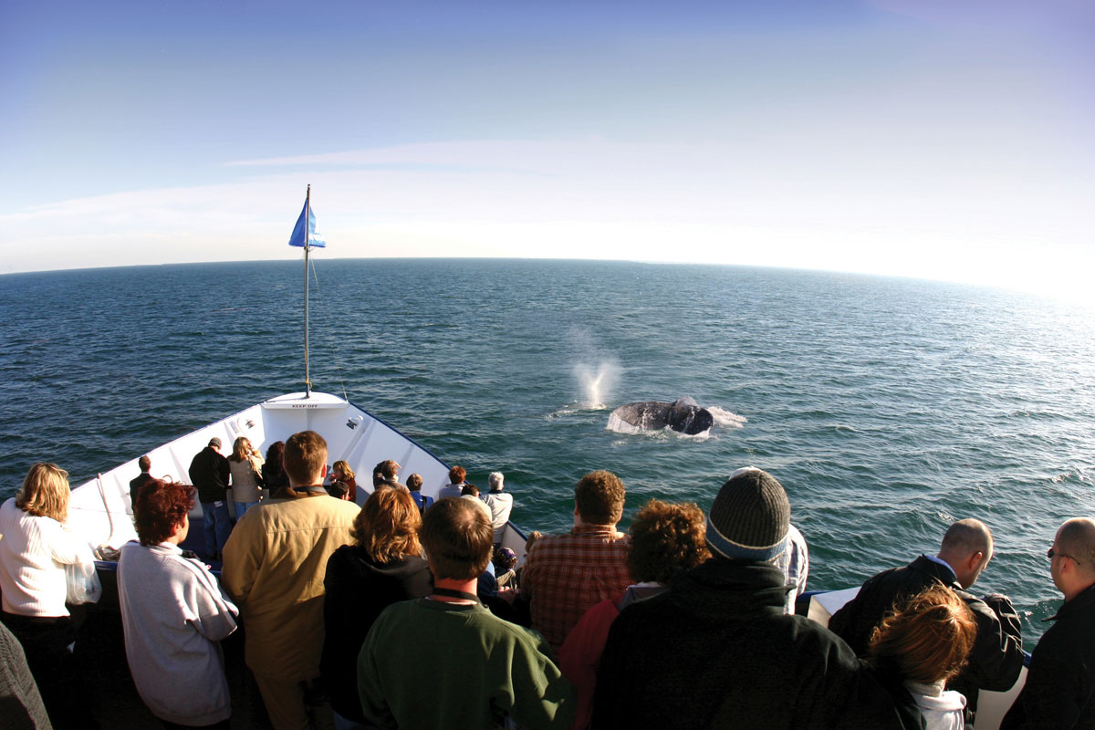 San Diego Whale Watching Cruise Discount Tickets